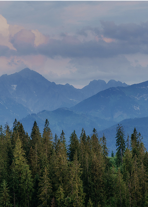 市況報告バナー